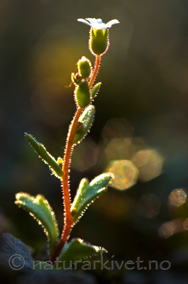 BB 05 0113 / Saxifraga tridactylites / Trefingersildre